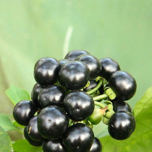 Санберри (Канадская черника, Солнечная ягода, Solanum Petroflexum) 50семян