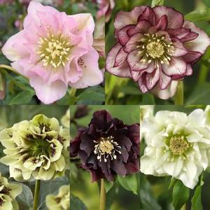 Морозник восточный Helleborus orientalis "Double Ellen Mixed"  :p13 - Сибирские газоны