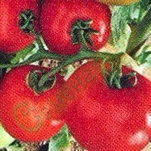 Семена томатов Доходный (20 семян), 20 упаковок Семенаград оптовый (Россия)