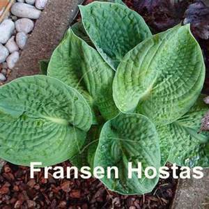 Hosta After Party - Fransen Hostas