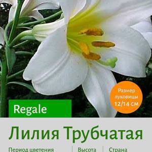 Трубчатая лилия Regale