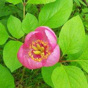 Пион обратнояйцевидный (лат. Paeonia obovata) семена