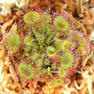 Росянка круглолистная (лат. Drosera Rotundifolia) D9см