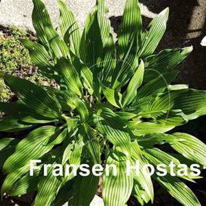 Hosta Addicted to Love - Fransen Hostas