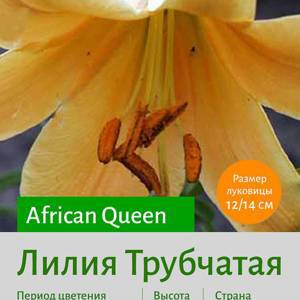 Трубчатая лилия African Queen