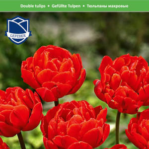 Тюльпан Миранда (Tulipa Miranda), 25 шт (разбор 12/14)