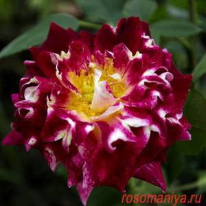 Спарклин Раффлз (Sparkling Ruffles)