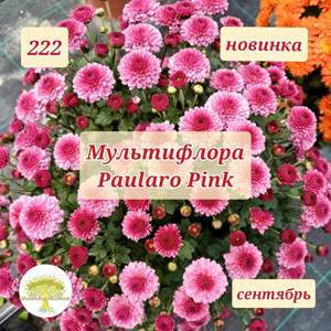 222 Хризантема мультифлора<!---->