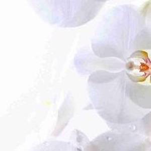 НХ-002 Белые орхидеи