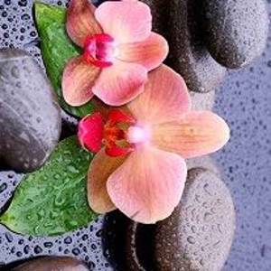 НХ-006 Розовые орхидеи на камнях