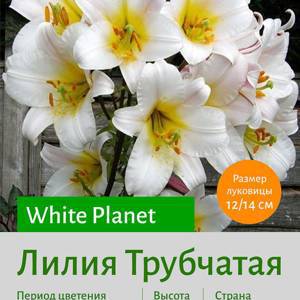 Трубчатая лилия White Planet