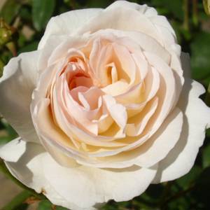 Розы Лионс Роуз Lions Rose