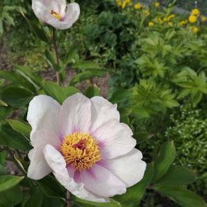 Пион х Хамелеон - Paeonia mlokosewitschii x P. caucasica семена