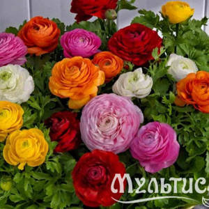 Лютик смесь "Ranunculus Mix" 10шт