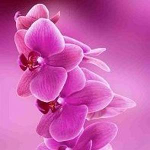 НХ-011 Цветущая орхидея