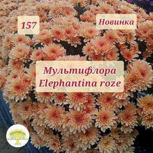157 Хризантема мультифлора<!---->