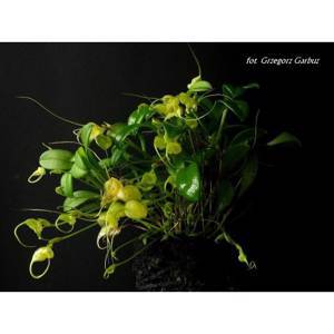 Masdevallia nidifica/yellow миниатюра 6 горшок