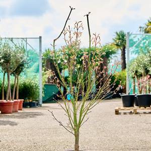 Acer pal. 'linearilobum' (120-160) branched