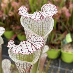 Саррацения Фарнхами Белая (Sarracenia White Farnhamii) D9см