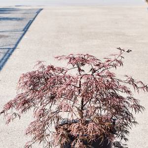 Acer pal. 'inaba-shidare' (80-100) stem