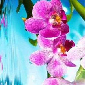 НХ-008 Орхидеи на воде