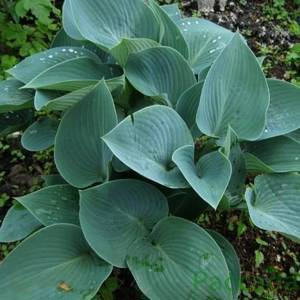 Хоста (Hosta) Blue Boy