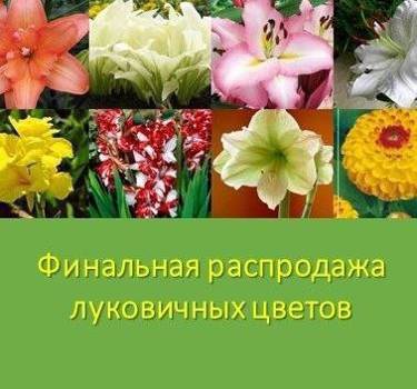 💥💥РАСПРОДАЖА 🔥🔥 РАСПРОДАЖА💥💥 🌺Финальная распродажа луковичных цветов скидка 20%. Доставка от 180 рублей
