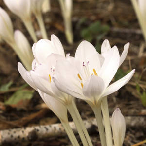 Колхикум Альбум (Colchicum autumnale Album), 1 шт (разбор 16/18)