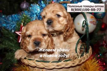 Организаторам СП - Готовим подарки на Новый 2018 год Собаки!