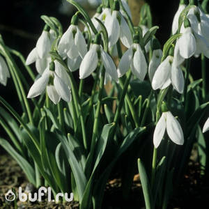 Galanthus Elwesii (10 луковиц)