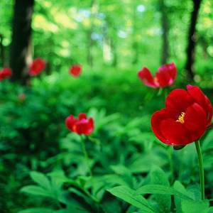 Пион лекарственный банатика (Paeonia banatica ) семена