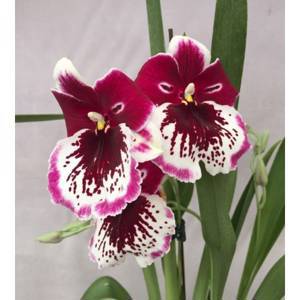 Miltoniopsis	Hemuset  подросток производство Европа в 1,7"