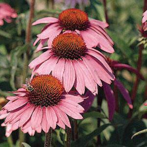 Эхинацея пурупурная (Echinacea purpurea)