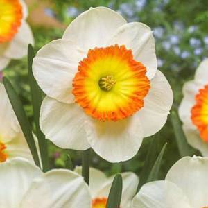 Нарцисс крупноцветковый Саунд