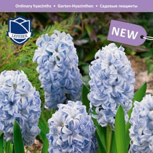 Гиацинт Скай Джекет (Hyacinthus Sky Jacket), 5 шт (разбор 16/17)