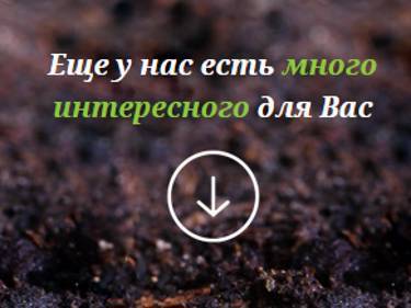 Семена оптом: ООО "Сибирские Сортовые семена"