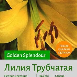 Трубчатая лилия Golden Splendour