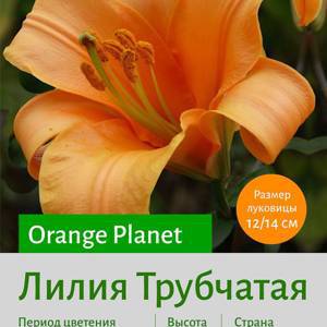 Трубчатая лилия Orange Planet