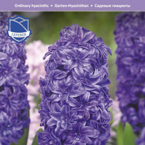 Гиацинт Роял Неви (Hyacinthus Royal Navy), 5 шт (разбор 16/17)