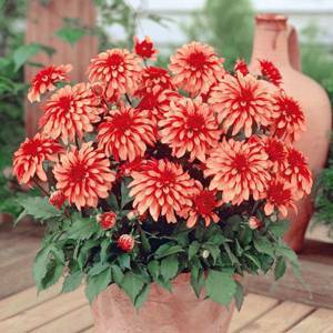 Георгины Dahlia "Art Deco" : С5/7,5 - Сибирские газоны