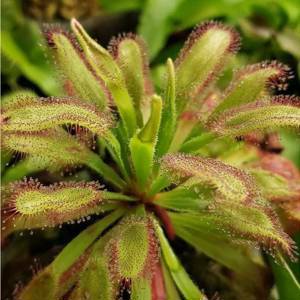 Росянка Геркулес (Drosera Hercules) D9см