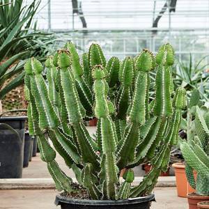 Euphorbia fortissima H120 D30 см