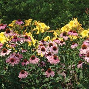 Эхинацея пурупурная (Echinacea purpurea)