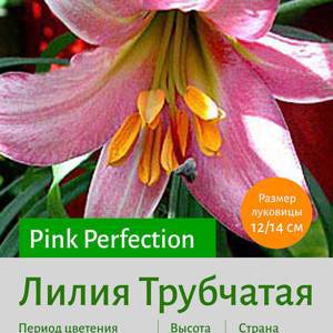 Трубчатая лилия Pink Perfection