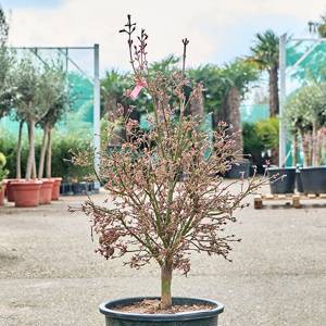 Acer pal. 'shaina' (120-140) branched