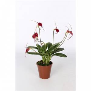 Masdevallia Red Magic подросток производство Европа в 1,7"(приезжали во мху)