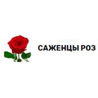 Саженцы роз из питомника в Краснодарском крае