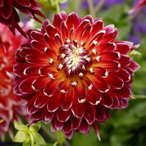 Георгины Dahlia "Akita" : С 5/7,5 - Сибирские газоны