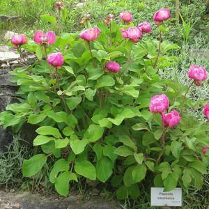 Пион кавказский (лат. Paeonia caucasica)