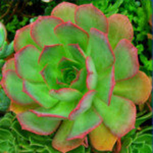 Aeonium CALDERENSE или Эониум КАЛДЕРЕНС (семена)